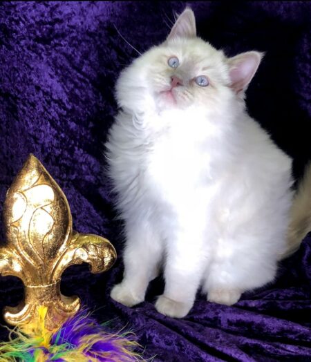 NOLA King Saint