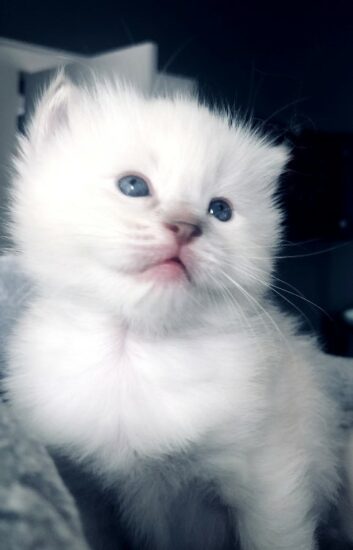 Ragdoll Male Blue Point Mitted Lynx_DOB 7-22-19