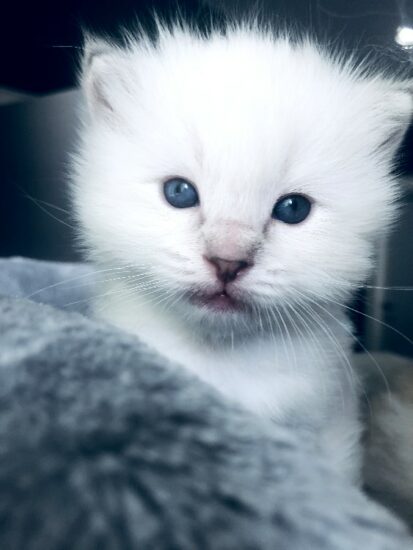 Ragdoll Male Blue Point Mitted Lynx_DOB 7-22-19