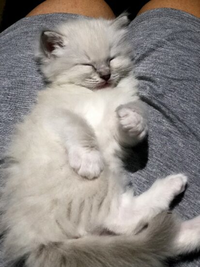 Ragdoll Male Blue Point Mitted Lynx_DOB 7-22-19