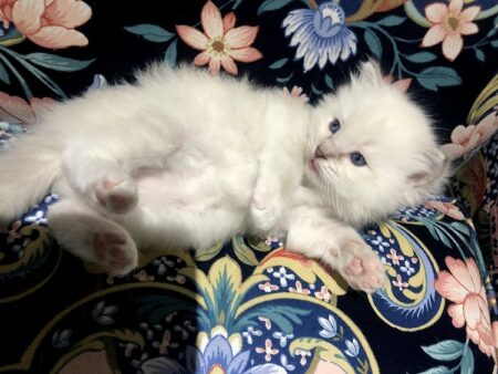 Ragdoll Male Blue Point Mitted Lynx_DOB 7-22-19
