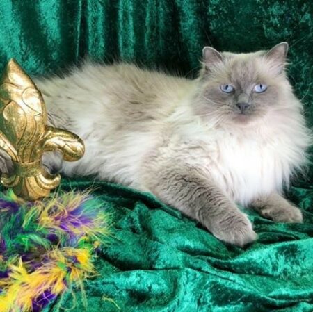 Queen Nola